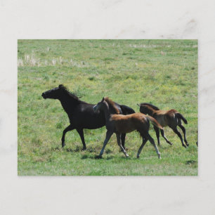 Carte postale - Mare & Foals en marche