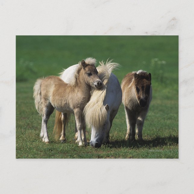 Carte Postale Mare miniature et Foies 1 (Devant)