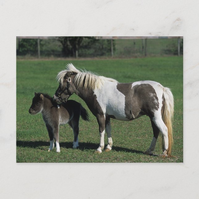 Carte Postale Mare miniature et pied de poulain (Devant)