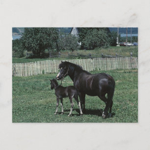 Carte Postale Mare noire et poulain