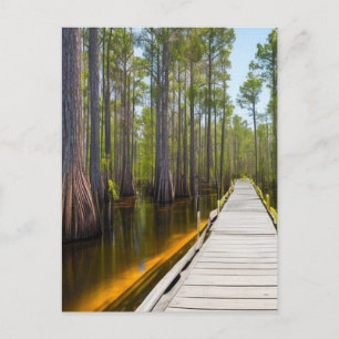Carte Postale Marécage d'Okefenokee