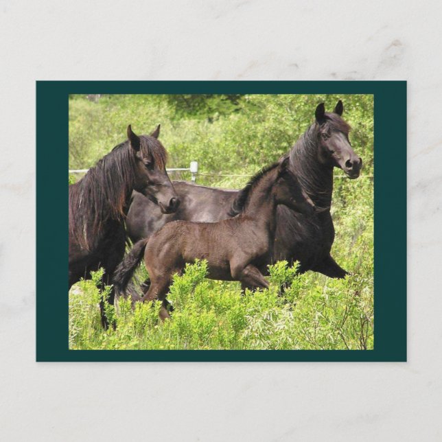 Carte postale Mares (Devant)