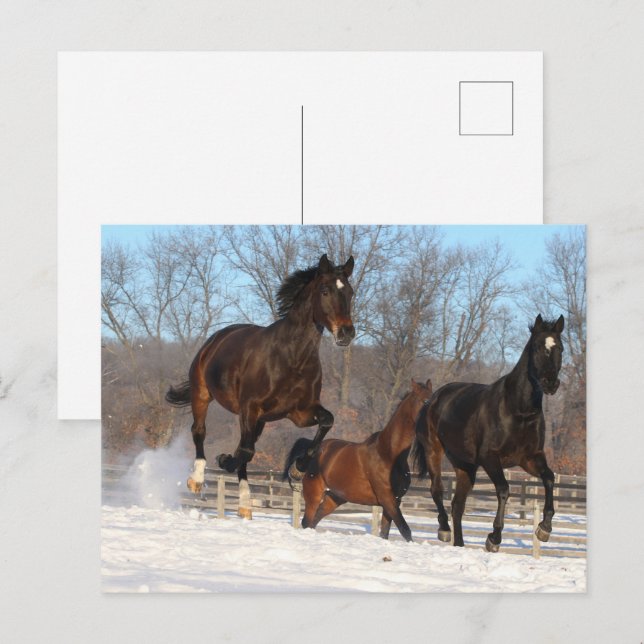 Carte Postale Mares d'Oldenburg et de Hanoverian en neige (Devant / Derrière)