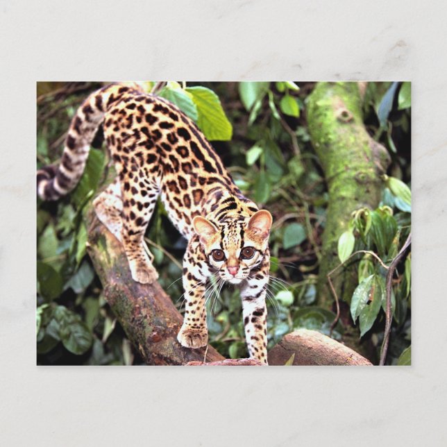 Carte Postale Margay (Felis wiedi) dans l'arbre (Devant)