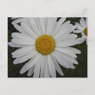 Carte Postale Marguerite