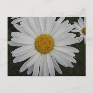 Carte Postale Marguerite