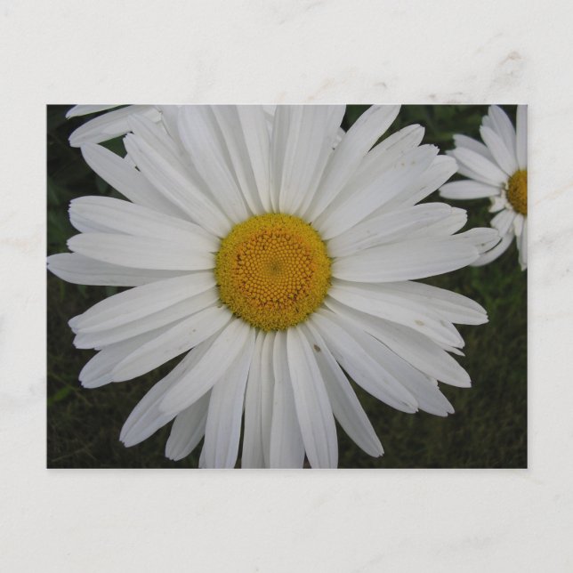 Carte Postale Marguerite (Devant)