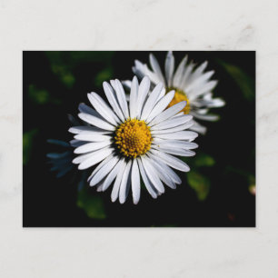 Carte Postale marguerite