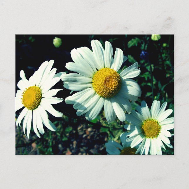 Carte Postale Marguerite (Devant)