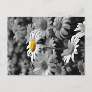 Carte Postale Marguerite jaune dans une mer de marguerites noire