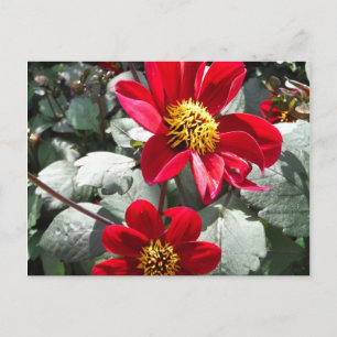 Carte Postale marguerite rose chaud rouge / marguerites fleurs