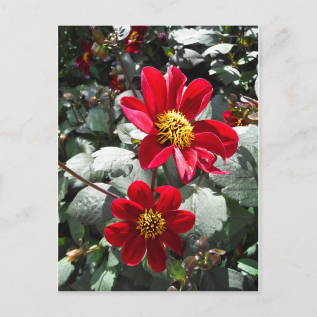 Carte Postale marguerite rose chaud rouge / marguerites fleurs (Devant)