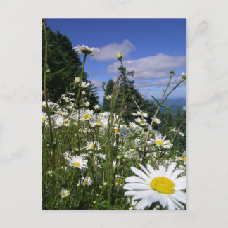 Carte Postale Marguerites