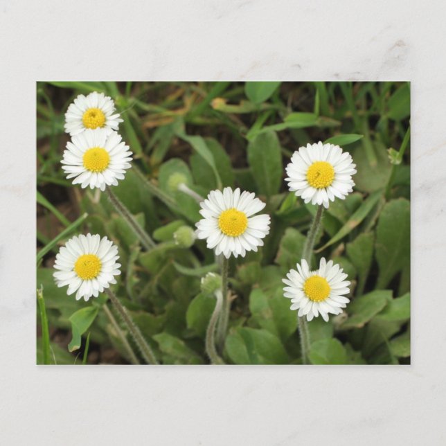 Carte Postale Marguerites (Devant)