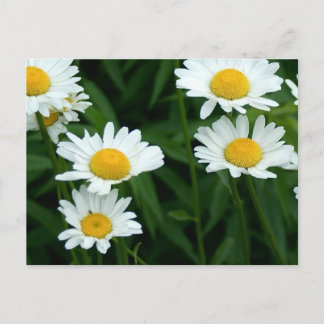 Carte Postale Marguerites