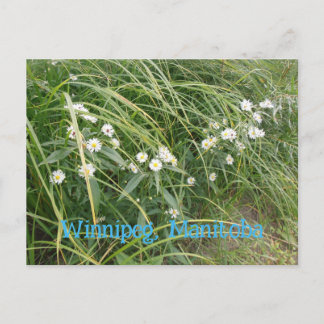 Carte Postale Marguerites blanches
