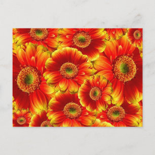Carte Postale Marguerites de Gerbera jaune et orange