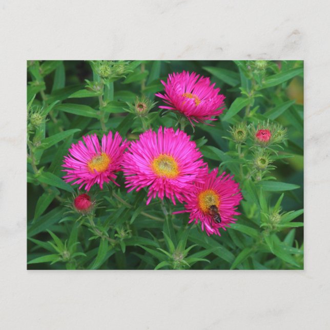 Carte Postale Marguerites de la Saint-Michel et abeille (Devant)