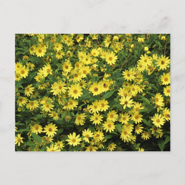 Carte Postale Marguerites jaunes (Devant)