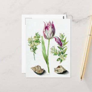 Carte Postale Maria Sibylla Merian Tulip, deux branches de Myrtl