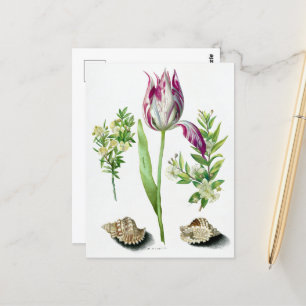 Carte Postale Maria Sibylla Merian Tulipe, Deux Branches de Myrt
