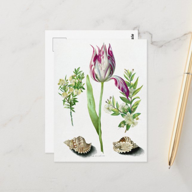 Carte Postale Maria Sibylla Merian Tulipe, Deux Branches de Myrt (Devant/Arrière en situation)