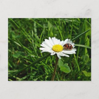 Carte Postale marienkäfer auf gänseblümchen