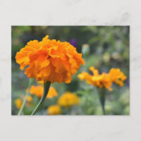 Marigold Orange Fleur Nature Jardin photographique