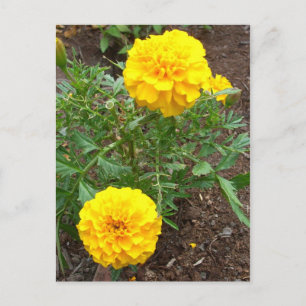 Carte Postale Marigolds