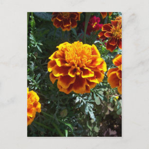 Carte Postale Marigolds orange vertical