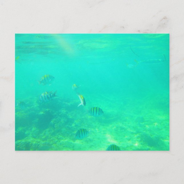 CARTE POSTALE MARINE CARRIBÉENNE 14 (Devant)