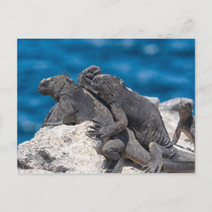 Carte Postale Marine Iguana