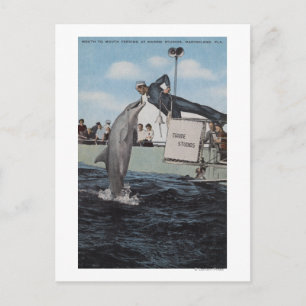 Carte Postale Marineland, Floride - Allaitement à la voile