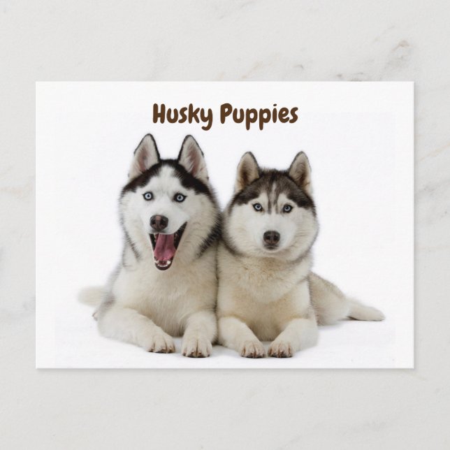 Carte Postale Marionnettes Cute Husky (Devant)