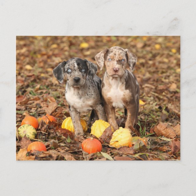 Carte Postale Marionnettes de Catahoula Louisiane avec Citrouill (Devant)