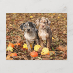 Carte Postale Marionnettes de Catahoula Louisiane avec Citrouill