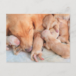Carte Postale Marionnettes mignonnes avec mère