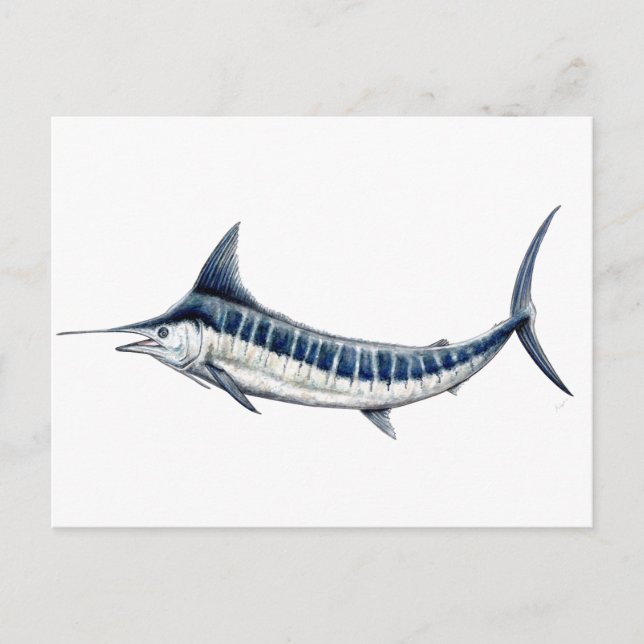 Carte Postale Marlin azul-redbubble (Devant)