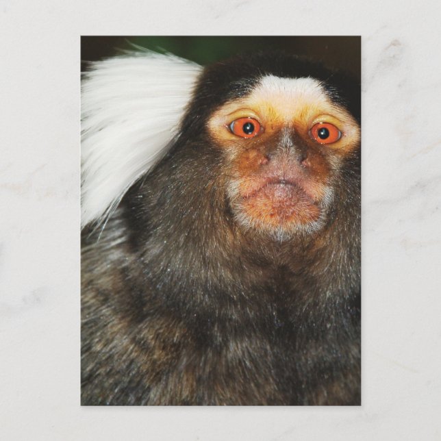 Carte Postale Marmoset (Devant)