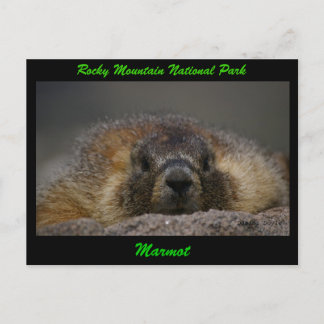 Carte Postale Marmot