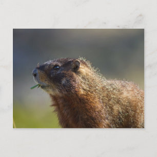 Carte Postale Marmot