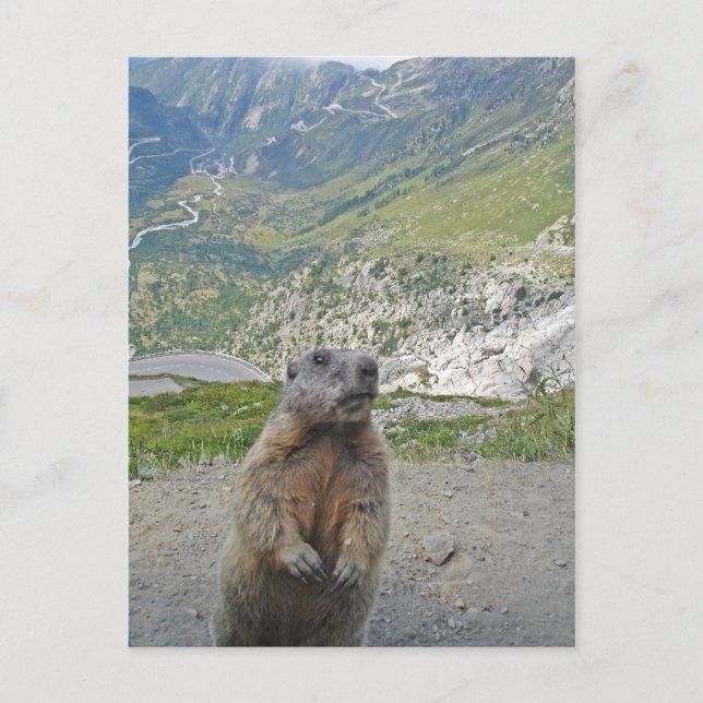 Carte Postale Marmot au col de la Furka (Devant)