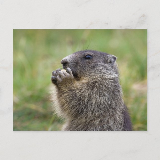 Carte Postale Marmota marmota (Devant)