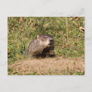 Carte Postale Marmotte