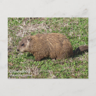 Carte Postale Marmotte