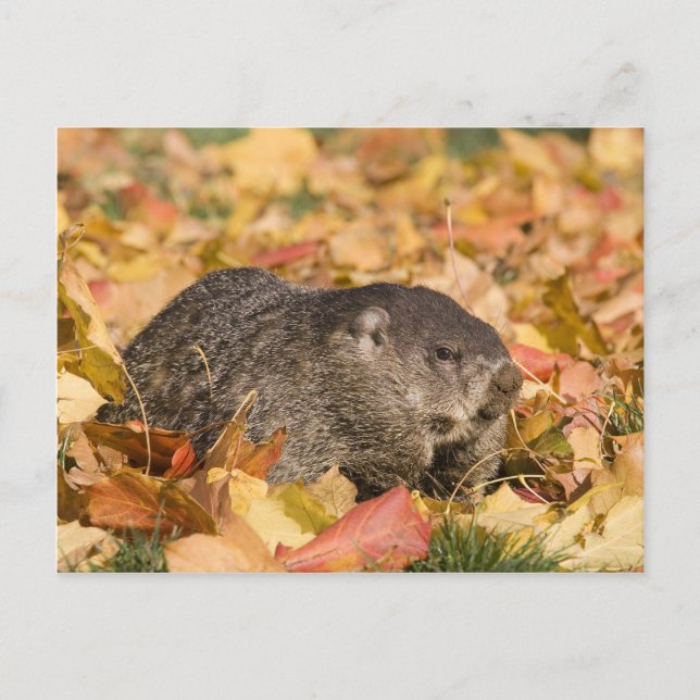 Carte Postale Marmotte (Devant)