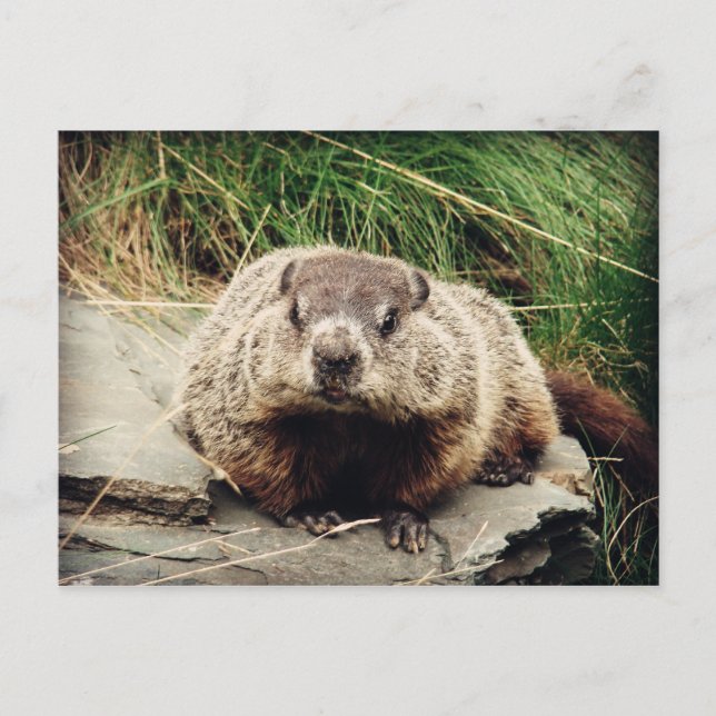 Carte Postale Marmotte (Devant)