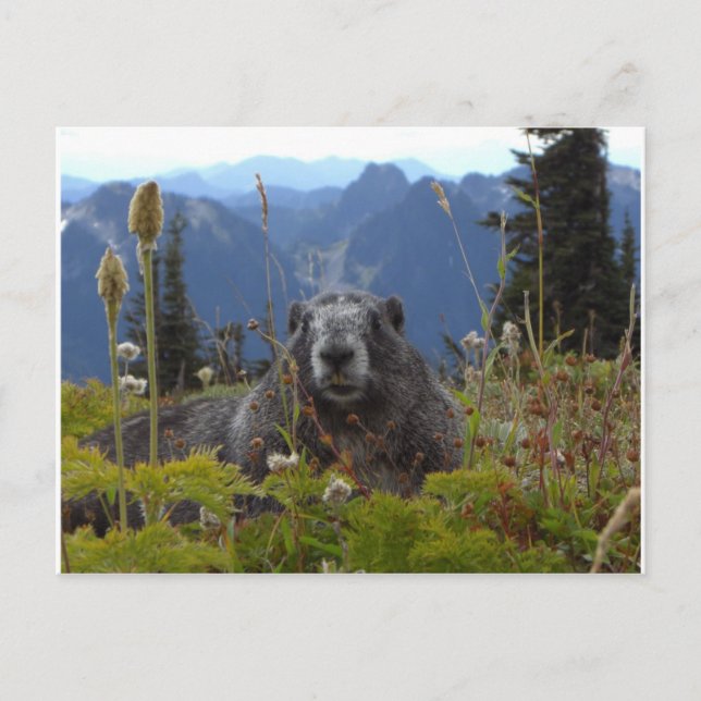 Carte Postale marmotte au paradis (Devant)