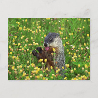 Carte Postale Marmotte de fond mignonne avec fleur