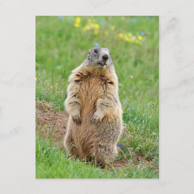 Carte Postale Marmotte sentinelle (Devant)